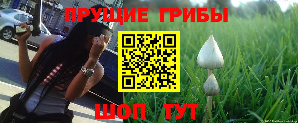 Псилоцибиновые грибы Cubensis Ступино